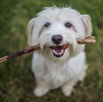 Guía de consejos y preguntas útiles antes de adoptar a …