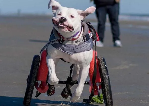 La contagiosa felicidad de una perra paralítica cuando descubre que puede correr... ¡vaya momentazo!