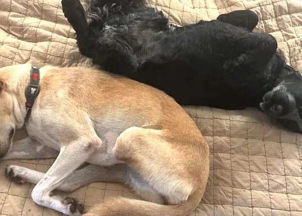 La genial historia de un perro que empezó a cojear para dar la bienvenida a su nueva hermana perruna