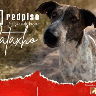 Redpiso se une a ANAA para que más perros y …