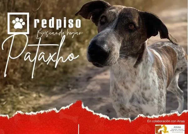 Redpiso se une a ANAA para que más perros y gatos encuentren el hogar que merecen