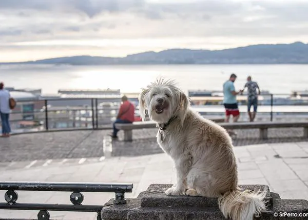 Vigo con perro: planes y pistas para disfrutar con tu can en verano (o cuando quieras)