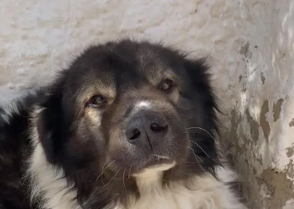 Una pequeña gran alegría: las reuniones de perros perdidos con sus familias en medio de la tragedia de Valencia