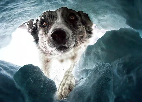 ¿Te gusta retratar perros? Un concurso internacional de fotografía canina ofrece 2000 € en premios