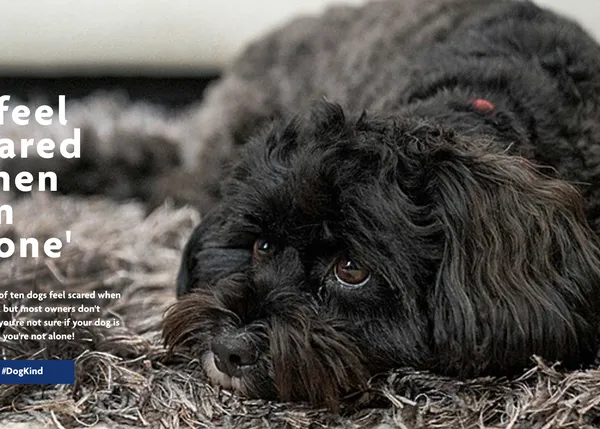 Campaña de la RSPCA para concienciar sobre la ansiedad por separación en los perros
