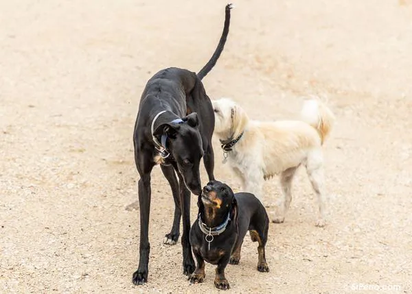 ¿Relaciones de dominancia entre perros y sus tutores? Los etólogos españoles aclaran conceptos y ofrecen consejos