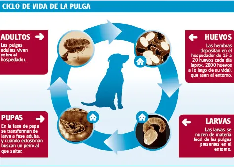 ¿Cómo aparecen las pulgas en tu perro? 
