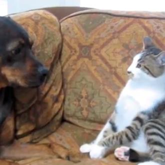 Un perro (santo...), un gato (imparable) y un sofá: comienza …