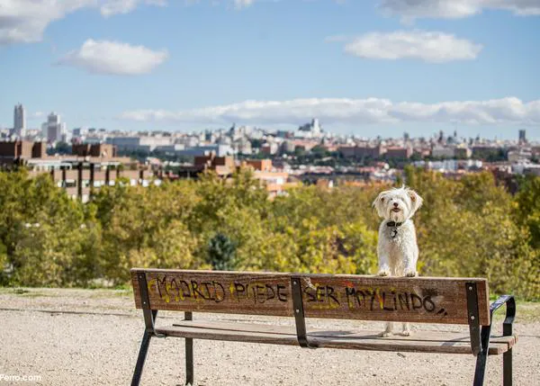 Espacios donde (a veces sorprendentemente) está prohibido el acceso con perro en Madrid