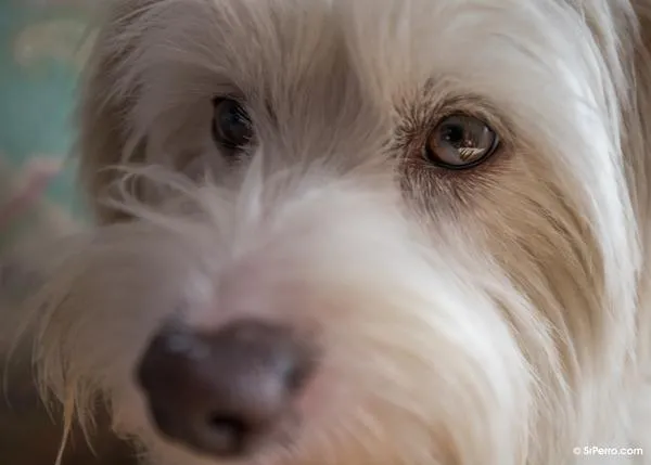 ¿Cómo piensan los perros? Repaso a lo que sabemos sobre las mentes caninas con Brian Hare y Alexandra Horowitz 
