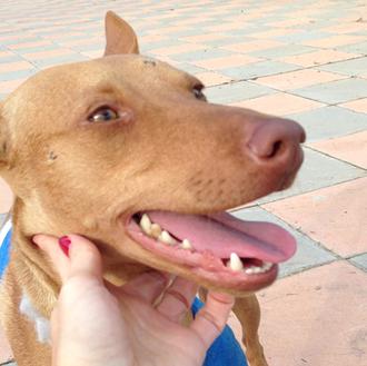 Operación Verne: Un can rescatado necesita tu ayuda