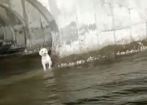 Emotivo y feliz reencuentro con su familia de un perro que había sido lanzado a un canal