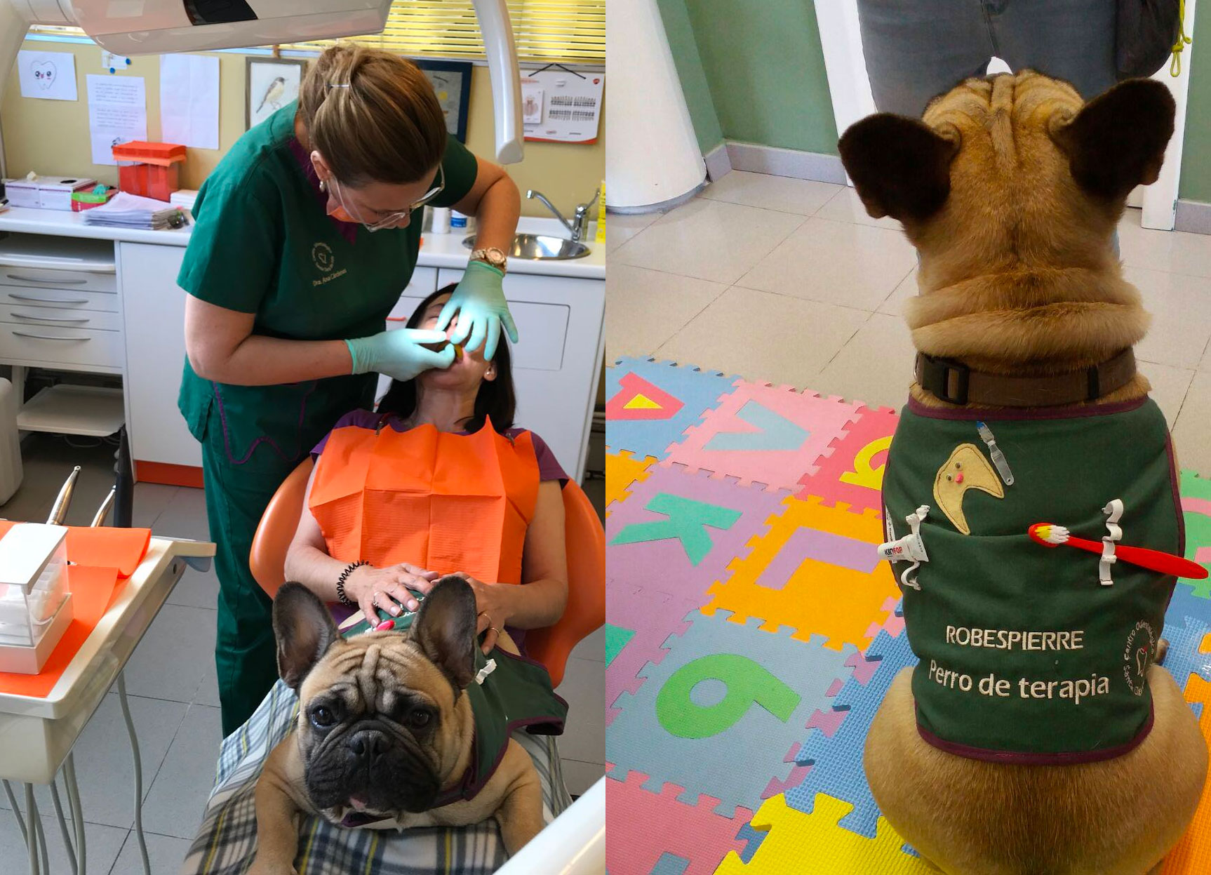 pueden los perros de terapia ir a las tiendas