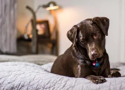 La gran mayoría de humanos perrunos duerme con su can: un 49% en la cama y un 20% en el dormitorio