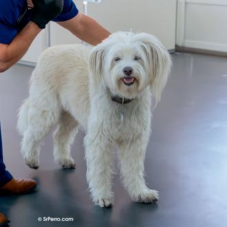 ¿Cómo conseguir que tu perro esté tranquilo en el veterinario?