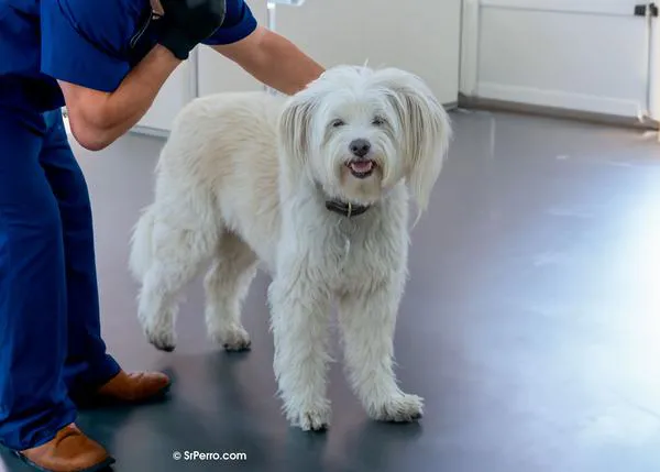 ¿Cómo conseguir que tu perro esté tranquilo en el veterinario?