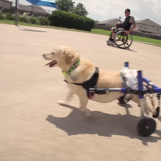 Chance, Suerte: un can paralítico encuentra a su mejor amigo …