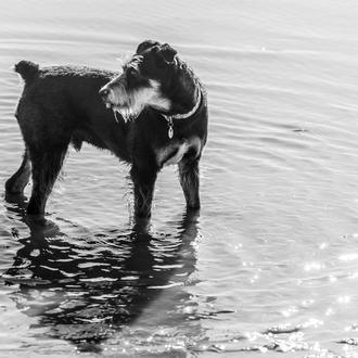  He vacunado mi perro frente la leishmaniosis, ¿tengo que seguir …