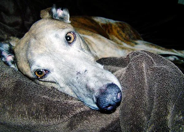 Una mutación genética -más común en los Galgos- conlleva un serio peligro si un perro es anestesiado