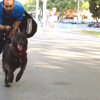 RollerJoring o Patinaje con perro: velocidad y felicidad compartida