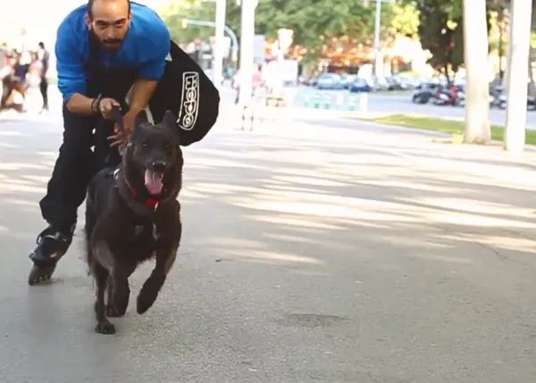 RollerJoring o Patinaje con perro: velocidad y felicidad compartida
