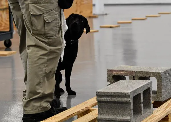 Lulu, despedida por la CIA: porque no todos los perros pueden convertirse en detectores