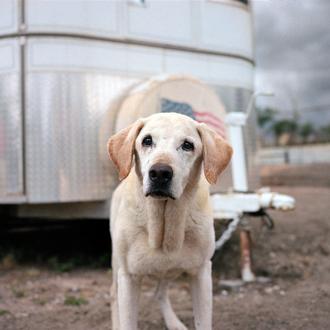 Los perros del 11 S, una década después