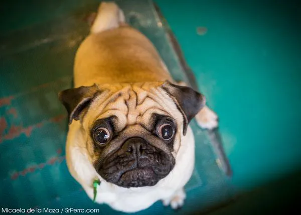 La Asociación de Veterinarios Británicos alerta sobre los problemas de los perros braquicéfalos