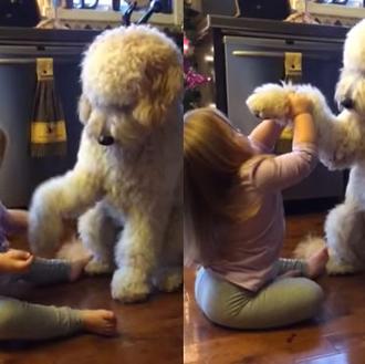 Tutorial para enseñar a un perro a dar la pata …