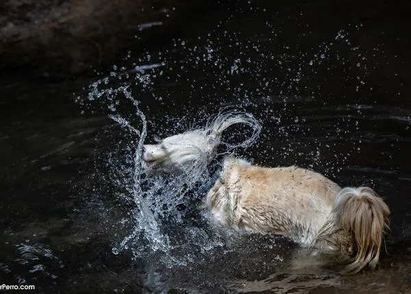 La ciencia tras el gesto de los perros de sacudirse el agua del pelo