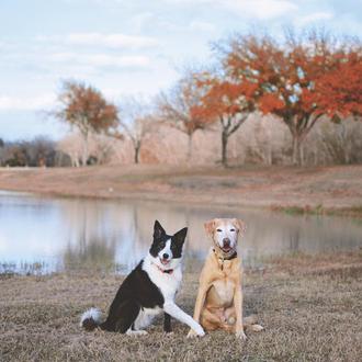 La belleza de los perros viejitos inspira a los fotógrafos