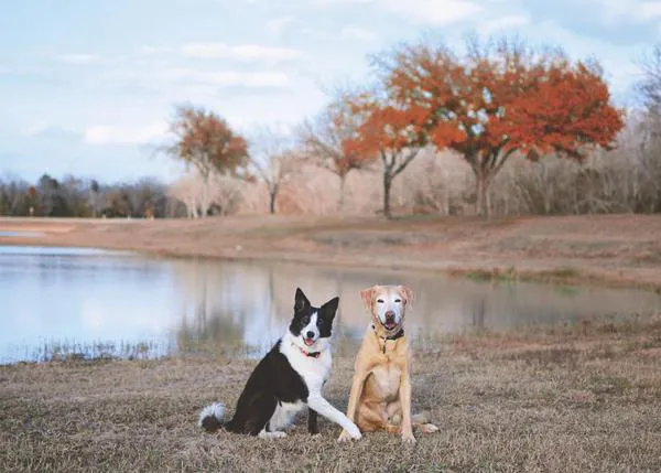 La belleza de los perros viejitos inspira a los fotógrafos
