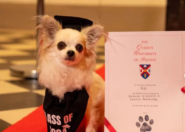 25 perros, gatos e incluso un hámster enano se gradúan con sus humanos en Queen's University de Belfast