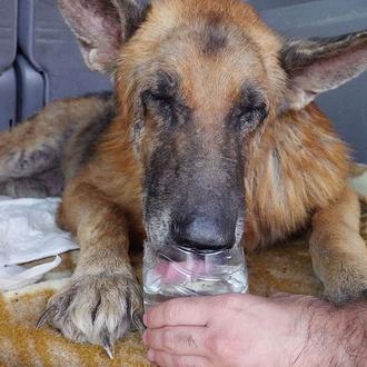 Equalia y Abrazo Animal rescatan a siete perros de la …