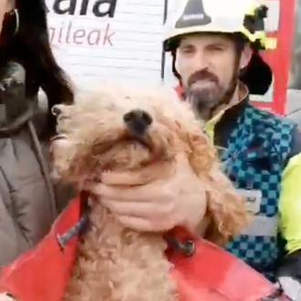 Los bomberos rescatan a un pequeño perrete que había caído …