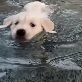 Terapia perruna anti-marrones: cachorros de Golden Retriever aprendiendo a nadar …