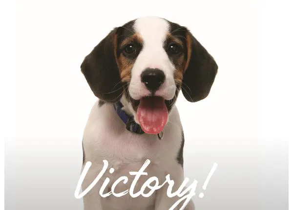 California da un paso clave hacia el fin del testado en perros y gatos: prohiben las pruebas innecesarias