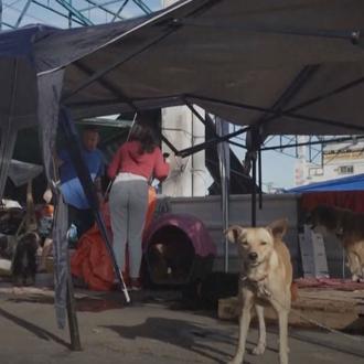 Miles de perros rescatados de las devastadoras inundaciones de Brasil …