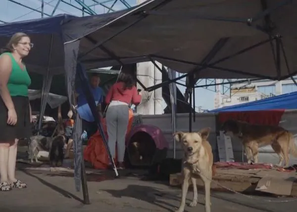 Miles de perros rescatados de las devastadoras inundaciones de Brasil en un refugio improvisado