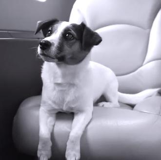 Lujos canino-humanos: La línea aérea para SrsPerros con Visa Platino