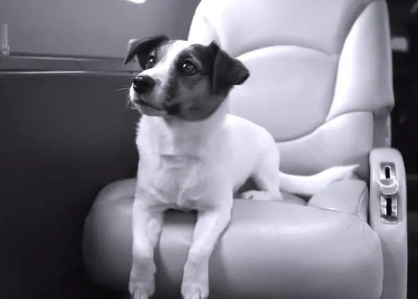 Lujos canino-humanos: La línea aérea para SrsPerros con Visa Platino