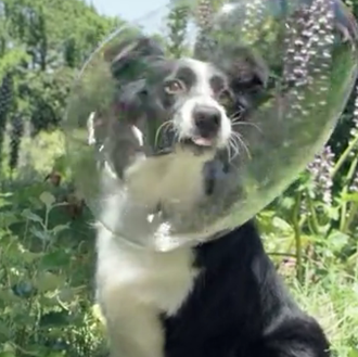 La energía feliz de los canes: cuatro anuncios perrunos que …
