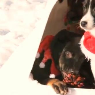 Paseo por la nieve con unos cachorritos: ¡viva el invierno!