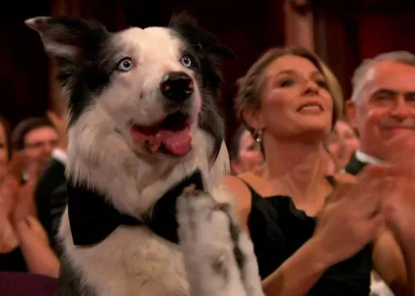 El momentazo perruno de los Oscar 2024, Messi -el can de Anatomía de una Caída- aplaudiendo con su pajarita negra