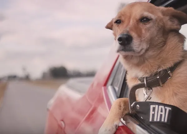 Perros al viento: preciosa campaña para regalar felicidad a los perros de una protectora