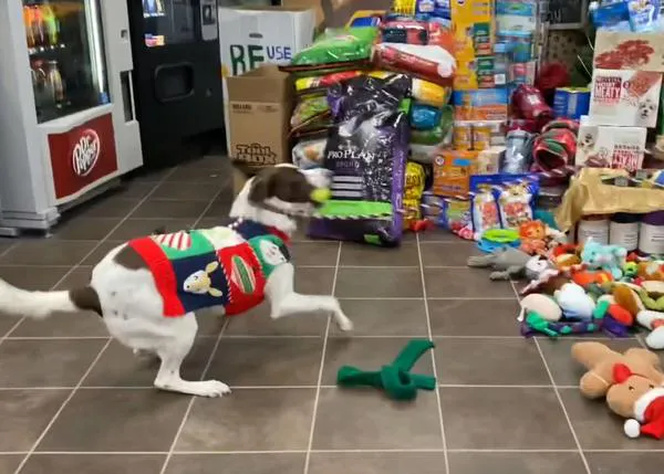 Rabillos extra felices al abrir los regalos de NaviDOG: los perros siempre logran disfrutar el doble