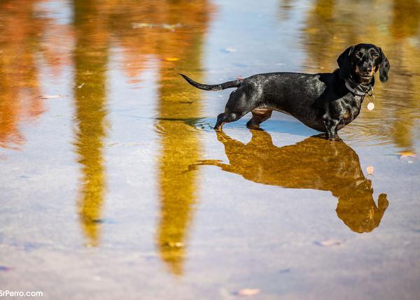 puede la endogamia causar problemas en los perros