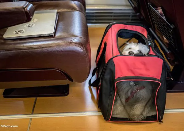 ¿Es buena idea que exista un solo vagón en el metro o en el tren para todas las personas con perro?