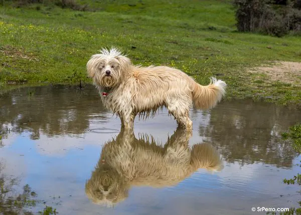 3 claves para utilizar (bien) los puzzles y juegos inteligentes para perros