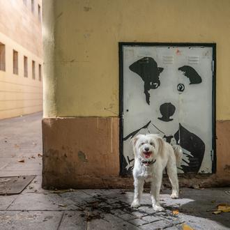 En Valencia, todos los perros son (casi) iguales, todos los …